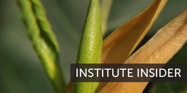 Institute Insider 302